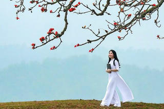 Nhớ mùa hoa gạo