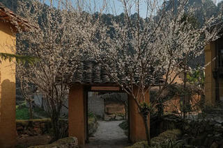 Cho những mùa xuân ở lại