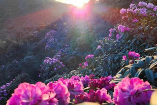 Chiêm ngưỡng thiên đường mây và hoa đỗ quyên trong hành trình chinh phục đỉnh Tà Xùa