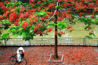 Mưa phượng