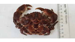 Ăn cua mặt quỷ, một ngư dân bị ngộ độc nguy kịch