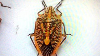 Cả gia đình bị ngộ độc do ăn... bọ xít