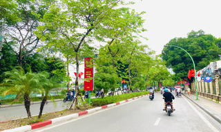 Hà Nội dự kiến thay toàn bộ cây xanh già cỗi, kém thẩm mỹ 