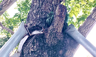 Loạt cây xanh bị 'đeo gông siết cổ' ở nội thành Hà Nội