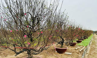 Tết Nguyên đán miền Bắc mưa rét, miền Nam có mưa rào cục bộ