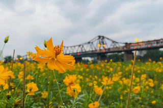 Vườn hoa “mọc” lên sau bão