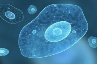 Phát hiện ký sinh trùng nguy hiểm có khả năng 'hóa lỏng' nội tạng con người