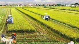 Thái Bình ban hành quy định hỗ trợ tích tụ, tập trung đất đai phục vụ sản xuất nông nghiệp
