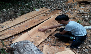 Gia Lai: Cơ quan chức năng vào cuộc vụ chặt phá 2,5ha rừng phòng hộ