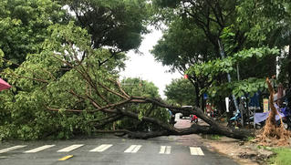 Đà Nẵng: Loạt cây xanh ngã đổ dù không ở tâm bão