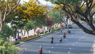 Sắc hoa sưa ươm vàng Đà Nẵng 
