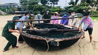 Người dân Đà Nẵng hối hả "chạy bão" giữa dịch COVID-19