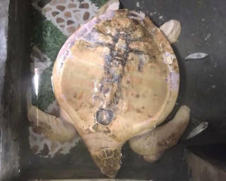 Quảng Nam: Giải cứu cá thể đồi mồi dứa quý hiếm nặng 9kg bị ngư dân nuôi nhốt gần 3 năm