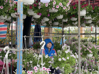 Tiểu thương chợ hoa Xuân Quảng Ngãi sốt ruột vì sức mua giảm