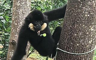 Vượn đen má hung quý hiếm xuất hiện trong khu dân cư ở Đà Nẵng