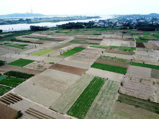 Làng rau lớn nhất Quảng Ngãi tất bật vào vụ Tết