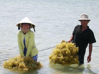 Ninh  Thuận: Rong biển đã trở thành một phần của đời sống người dân vùng biển  