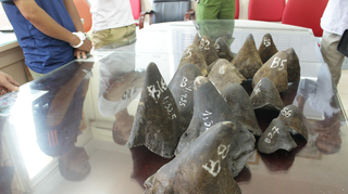 Rao bán sừng tê giác trên mạng có dấu hiệu tăng mạnh 