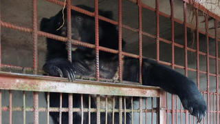 Chỉ còn 1 cá thể gấu bị nuôi nhốt lấy mật ở Long An