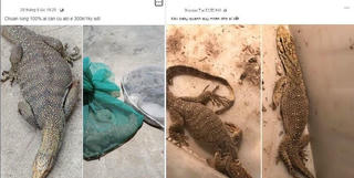 Nuôi nhốt kỳ đà vân, lĩnh án tù