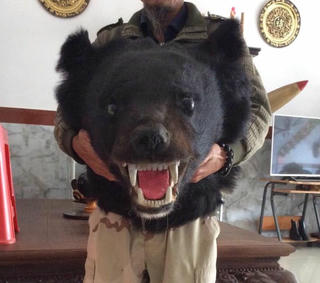 Trả giá vì 'thú chơi' tiêu bản động vật hoang dã nguy cấp, quý hiếm