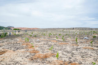 Nỗ lực đẩy lùi hiện tượng sa mạc hóa bằng rừng cây