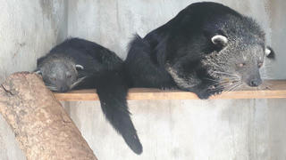 Lời cảnh tỉnh đanh thép với các đối tượng nuôi nhốt, buôn bán động vật hoang dã