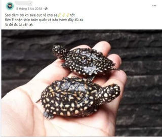 Ngày đấu tranh với các vi phạm về động vật hoang dã trên không gian mạng