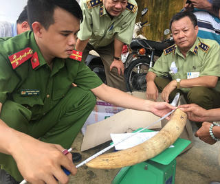 Thu giữ gần 20 kg ngà voi vận chuyển trái phép