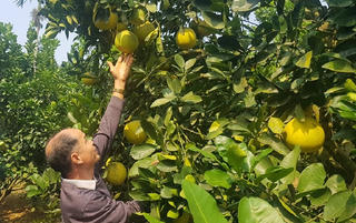 Tăng giá trị cho bưởi đặc sản Đoan Hùng
