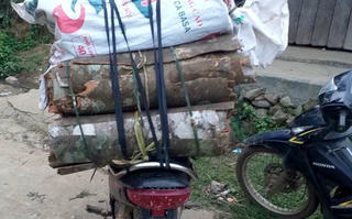 Bóc trộm vỏ quế để hút chích rồi đi "bóc lịch" 