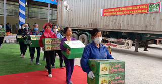 Lần đầu xuất 36 vạn quả bưởi Đoan Hùng đặc sản sang Liên bang Nga 