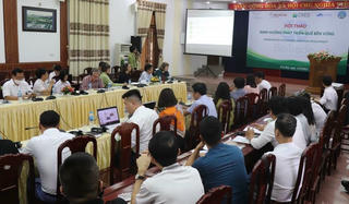 Yên Bái định hướng phát triển cây quế bền vững