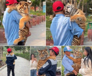  Cơ quan chức năng “tuýt còi” Khu du lịch để khách tham quan ôm ấp, vuốt ve hổ 