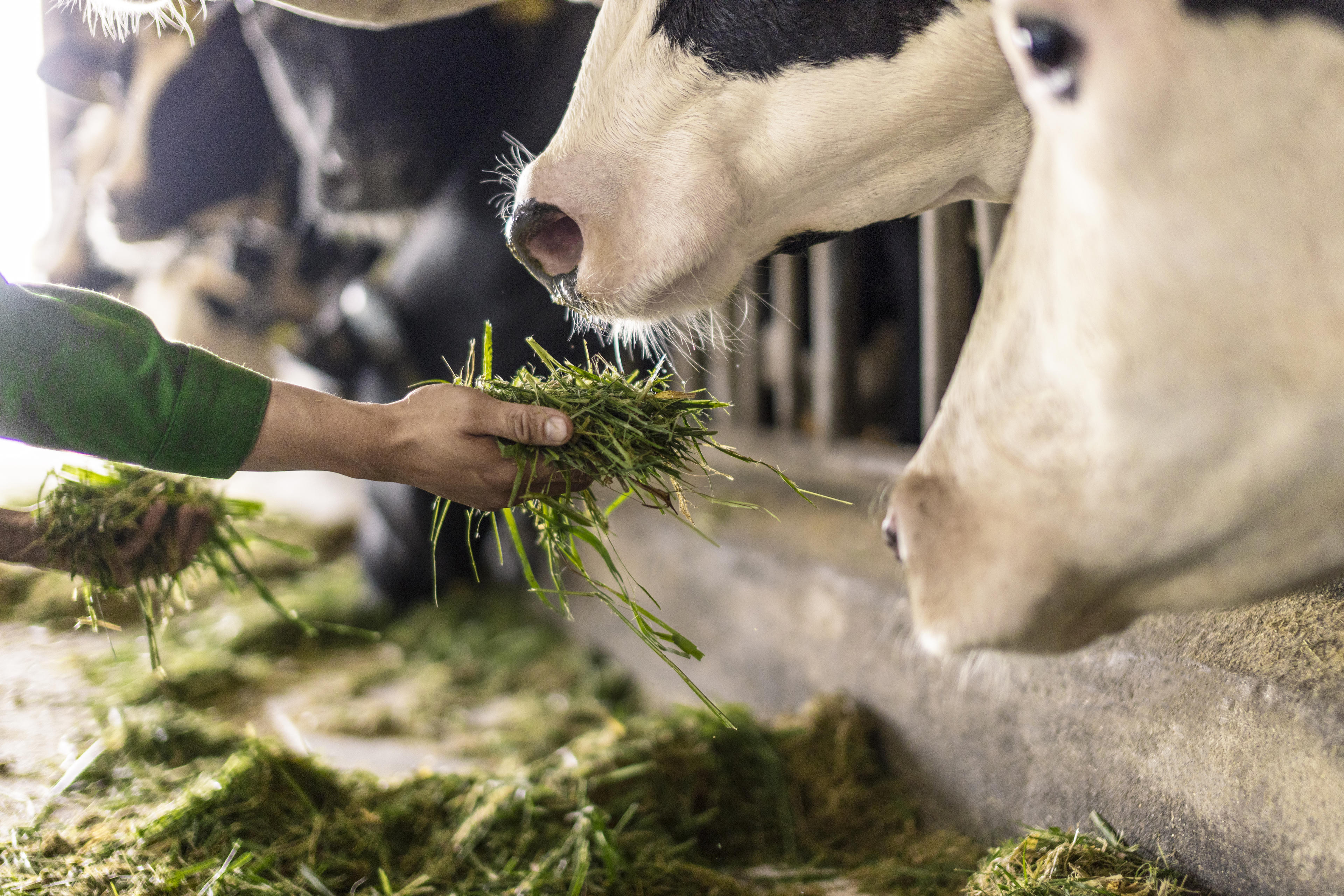 Cỏ tươi mới cắt, được sấy để cho bò bê ăn trong ngày, luôn giữ độ tươi mới và dinh dưỡng. Ảnh: Vi Nam.