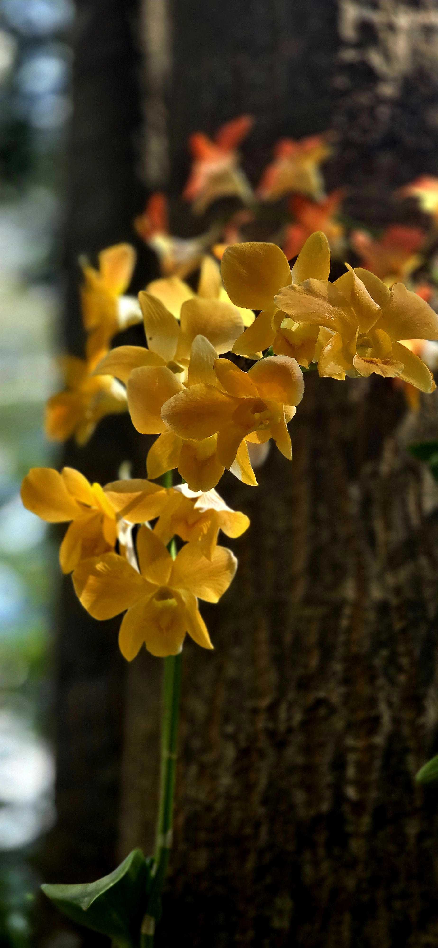 Những giò lan "tỏa sáng" trong nghĩa trang Hàng Dương