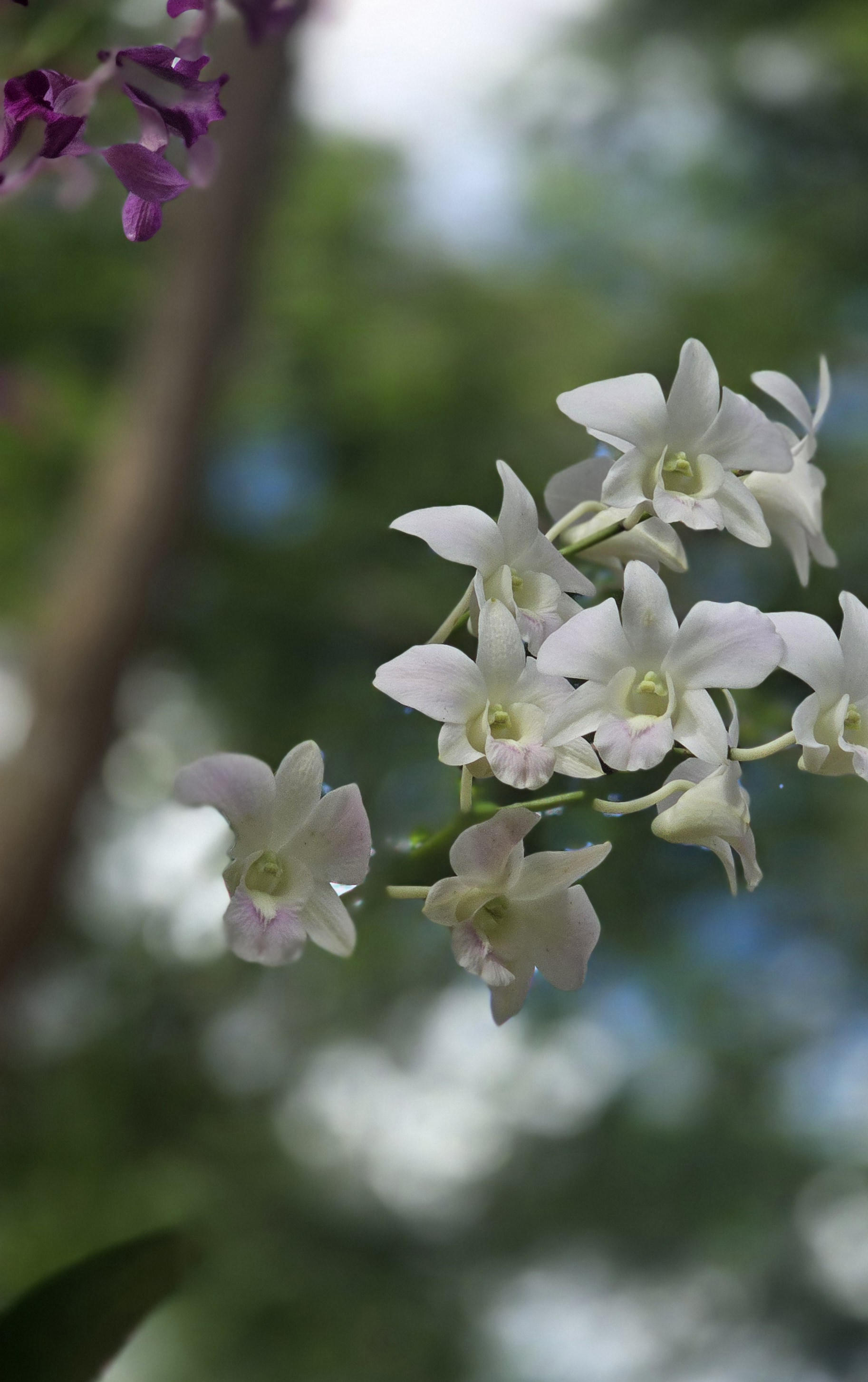Những giò lan "tỏa sáng" trong nghĩa trang Hàng Dương