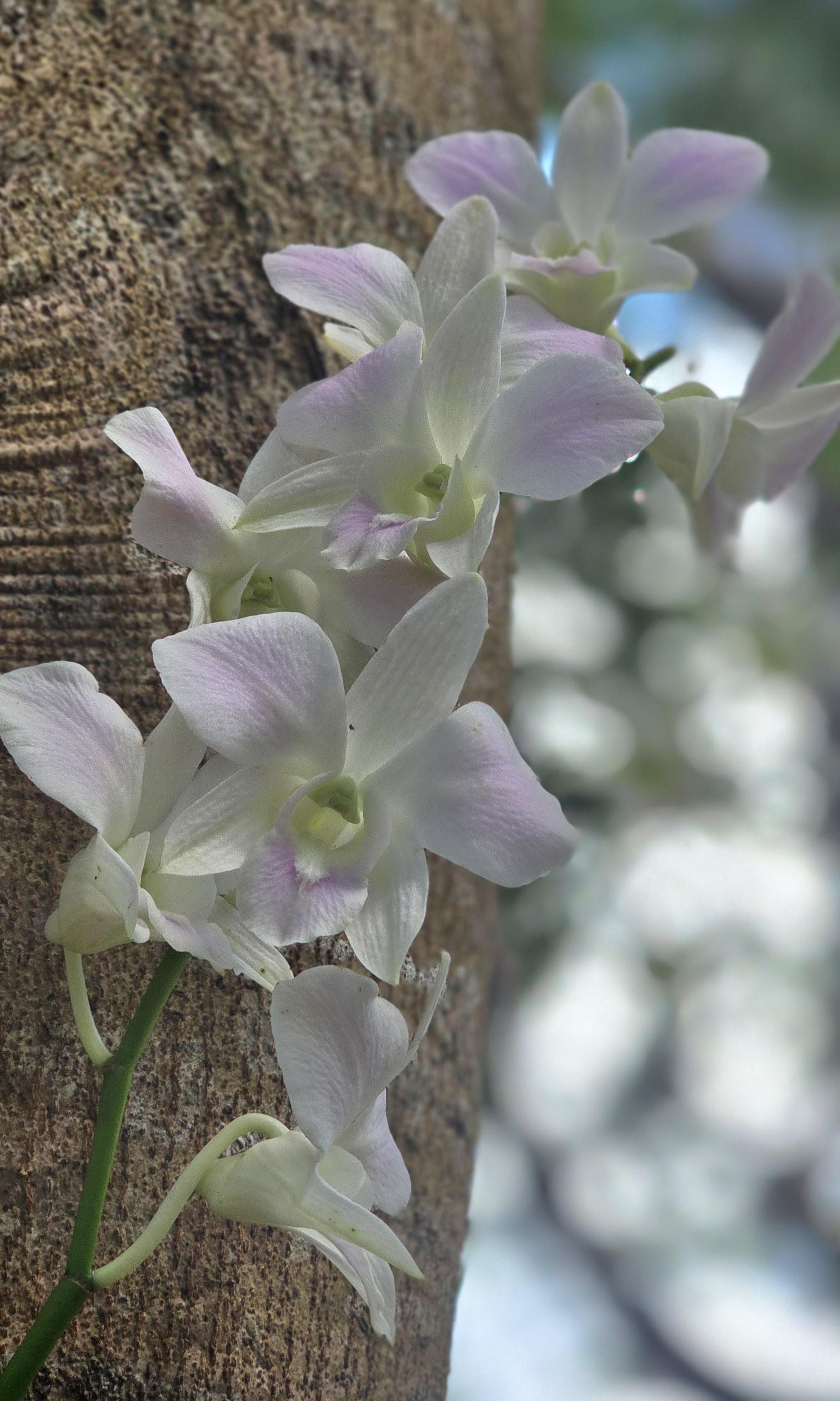 Những giò lan "tỏa sáng" trong nghĩa trang Hàng Dương