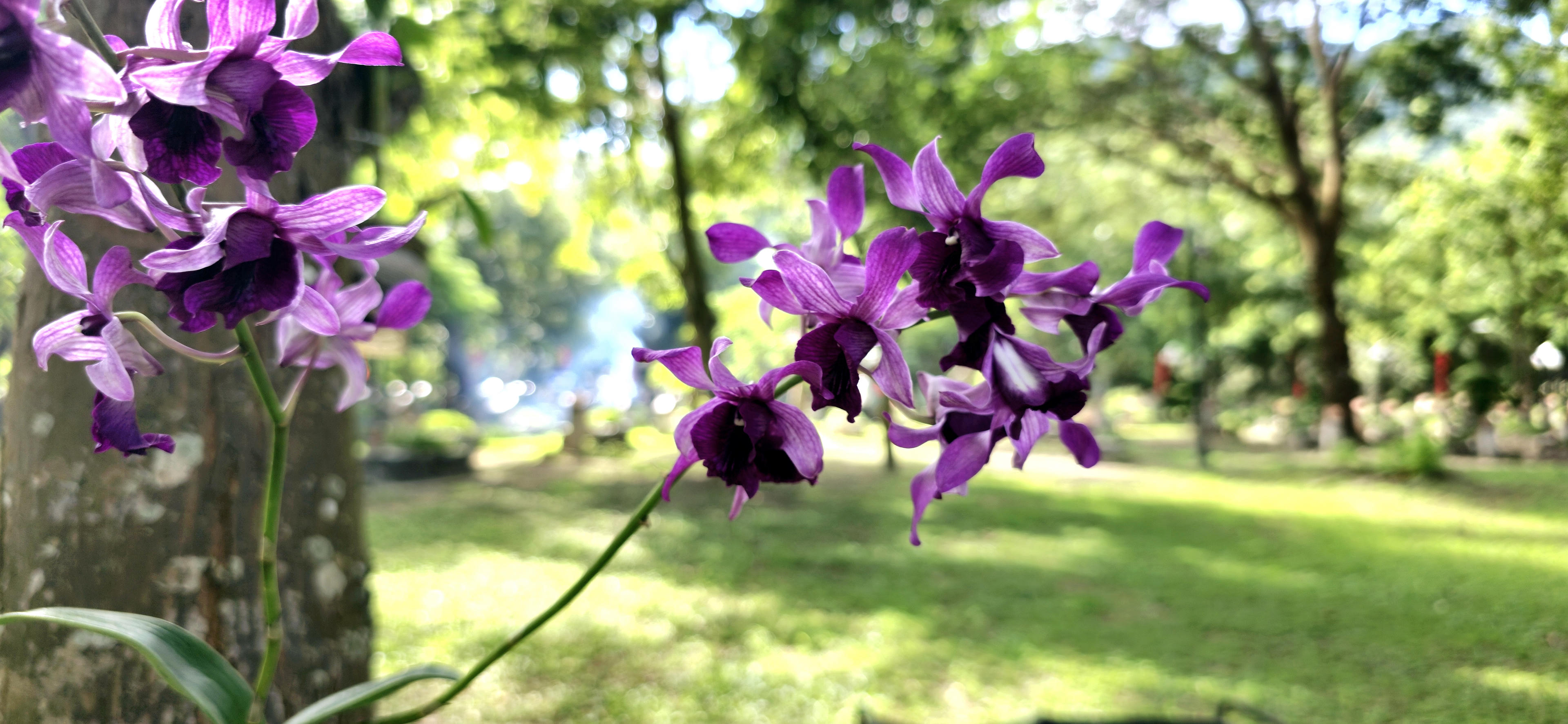 Những giò lan "tỏa sáng" trong nghĩa trang Hàng Dương