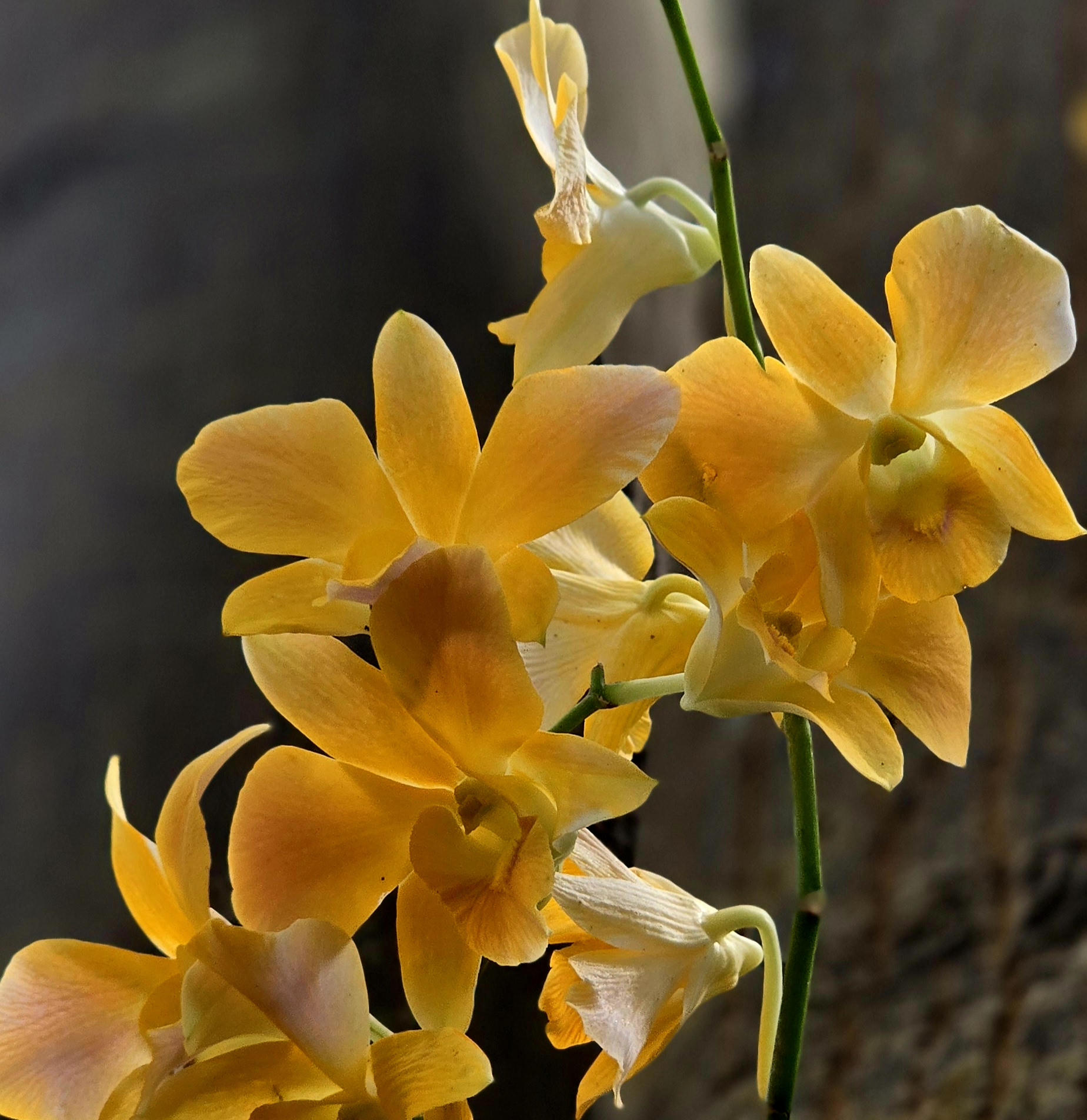 Những giò lan "tỏa sáng" trong nghĩa trang Hàng Dương