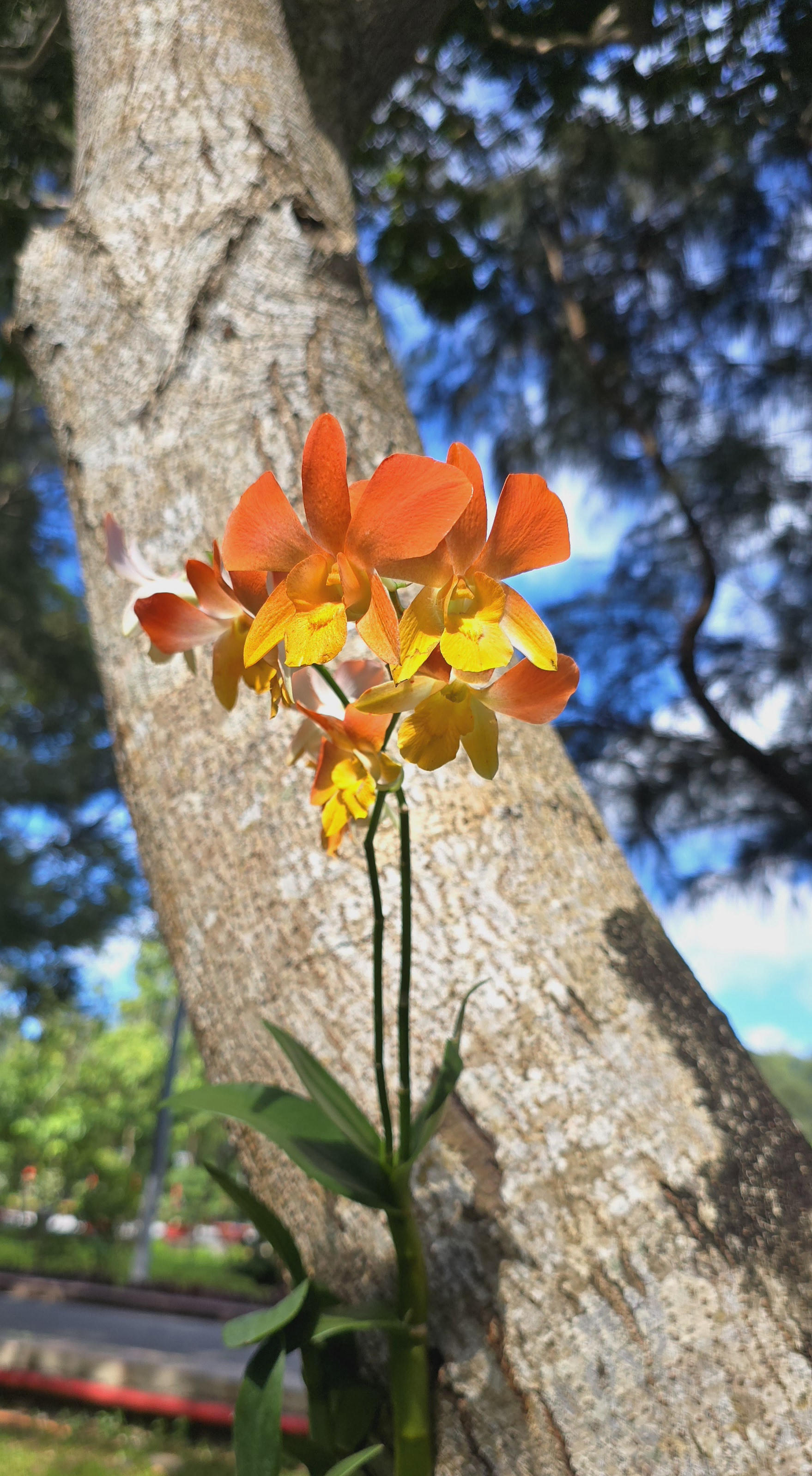 Những giò lan "tỏa sáng" trong nghĩa trang Hàng Dương