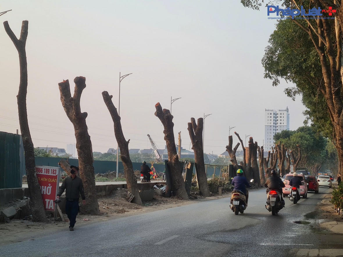 Hàng chục cây xà cừ, cây có đường kính nhỏ nhất khoảng 30cm và lớn nhất lên đến hơn 100cm trên tuyến đường 70 thuộc phường Xuân Phương, TP Hà Nội đang được chặt hạ nhằm phục vụ Dự án Đầu tư nâng cấp, mở rộng tuyến đường 70