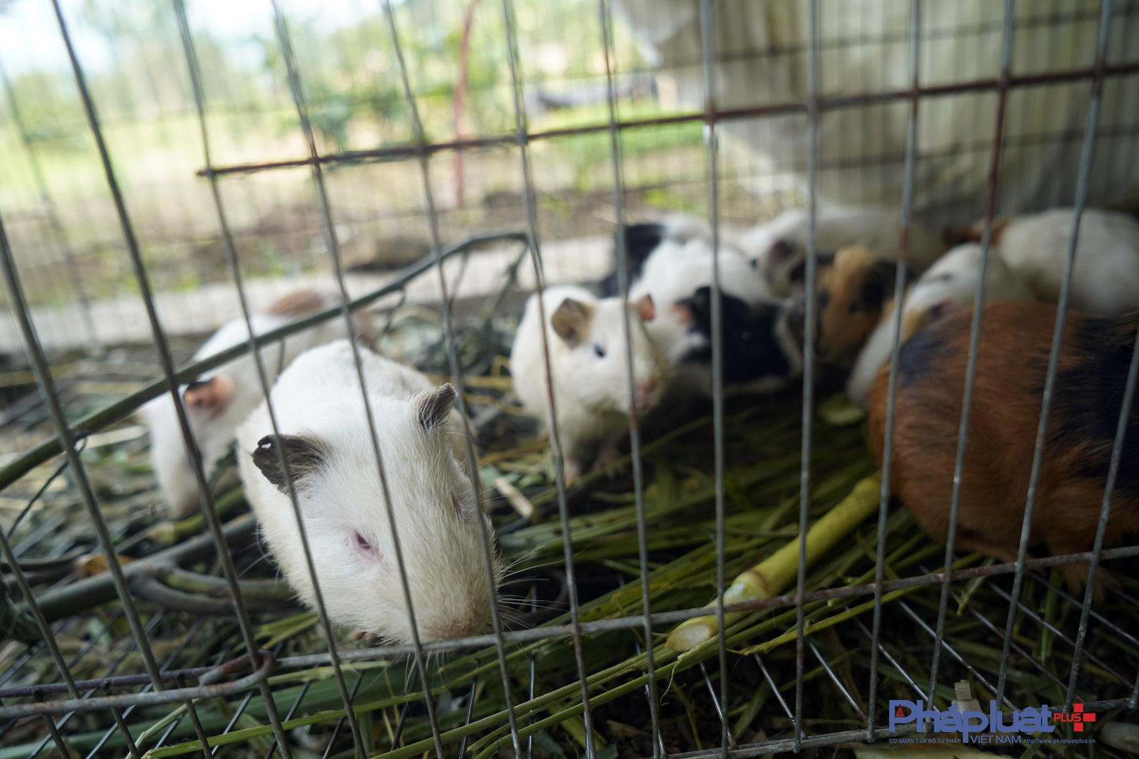 Ngoài ra, anh Đông còn nuôi các loài đặc sản quý hiếm khác. (Ảnh: Phàn Họ).