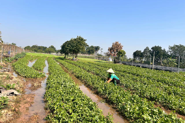 Hợp tác xã Viên Sơn (Hà Nội) phát triển nông sản sạch