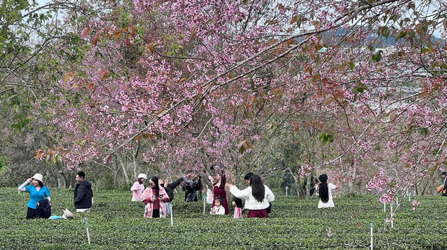 Lâm Đồng: Kiến tạo sắc xuân Mai anh đào trên đồi chè Cầu Đất trăm tuổi