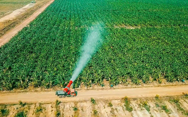 HAGL Agrico (HNG): Doanh thu tăng trưởng 38%, lãi gộp chuyển dương nhờ tái cơ cấu mạnh mẽ