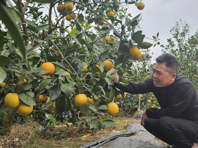 Cam “tiến vua” vào vụ đón Tết: Giữ từng quả như giữ vàng