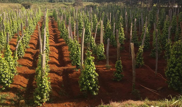 Phát triển nông nghiệp xanh tạo thương hiệu sản phẩm trên thị trường thế giới