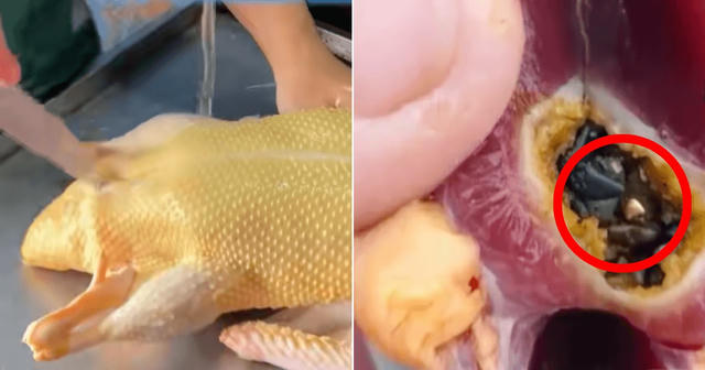Bất ngờ phát hiện vàng trong bụng vịt khi chuẩn bị bữa tối Bất ngờ phát hiện vàng trong bụng vịt khi chuẩn bị bữa tối