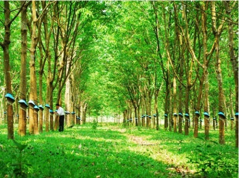 Cao su Phước Hoà (PHR) bị HOSE nhắc nhở vì chậm giải trình chênh lệch lợi nhuận sau kiểm toán